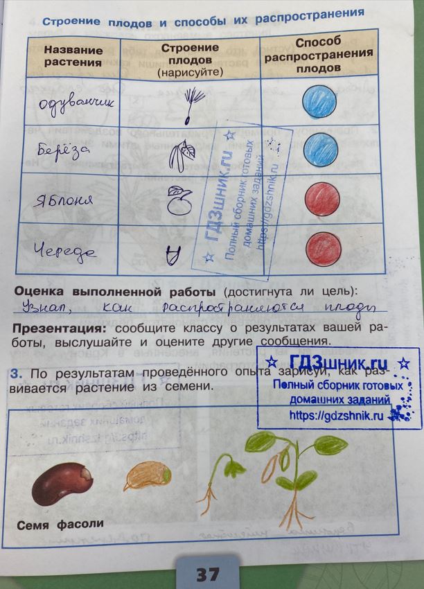 гдз 3 класс Рабочая тетрадь по окружающему миру 1,2 части Просвещение ФГОС Школа России  страница 37 Плешаков А.А.