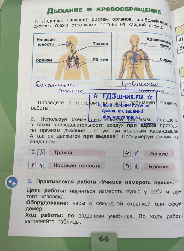 гдз 3 класс Рабочая тетрадь по окружающему миру 1,2 части Просвещение ФГОС Школа России  страница 66 Плешаков А.А.