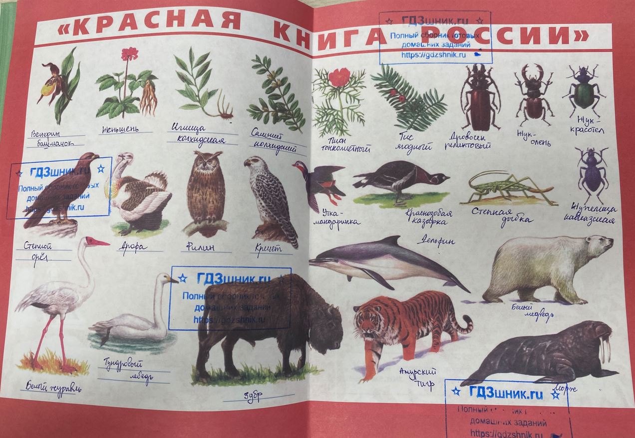 гдз 4 класс Рабочая тетрадь по окружающему миру 1,2 части Просвещение ФГОС Школа России  страница 88 Плешаков А.А., Крючкова Е.А.