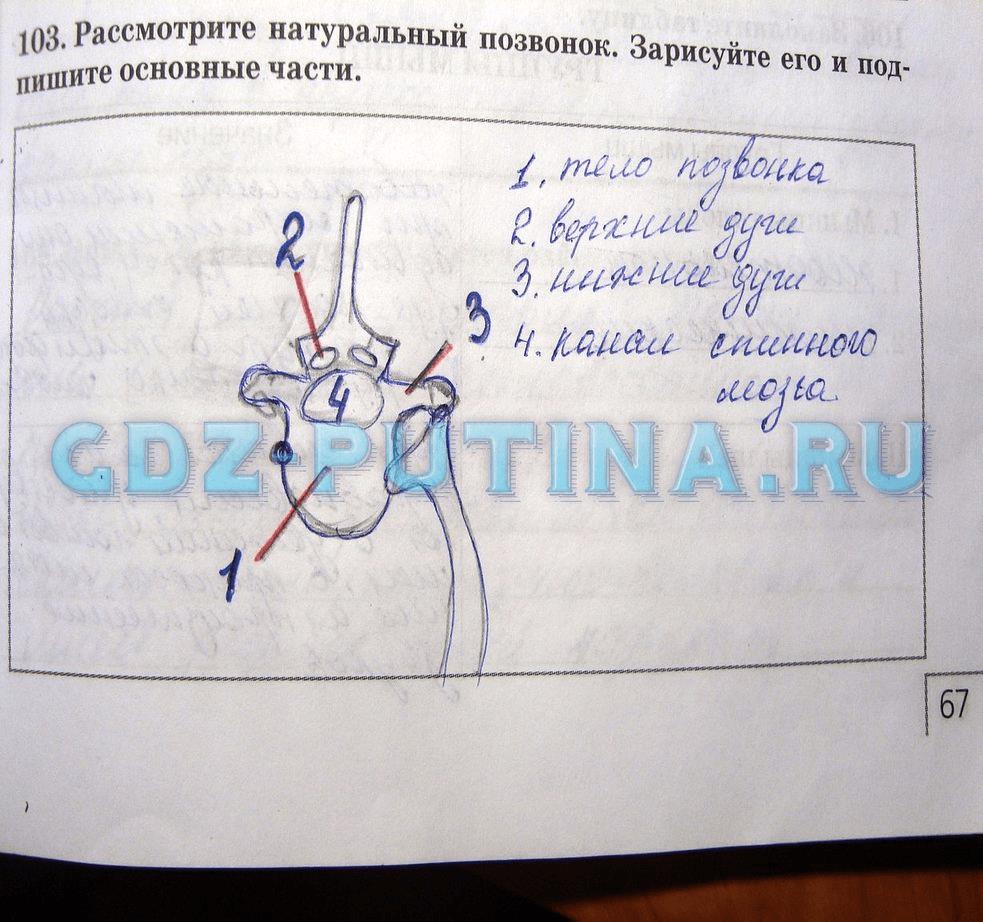 гдз 8 класс Рабочая тетрадь   задание 103 Биология Сонин Н.И., Агафонова И.Б.