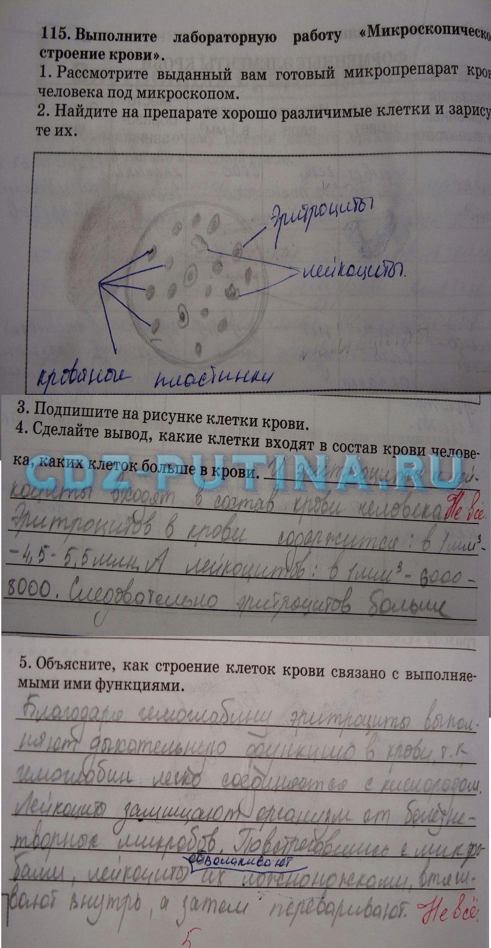 гдз 8 класс Рабочая тетрадь   задание 115 Биология Сонин Н.И., Агафонова И.Б.