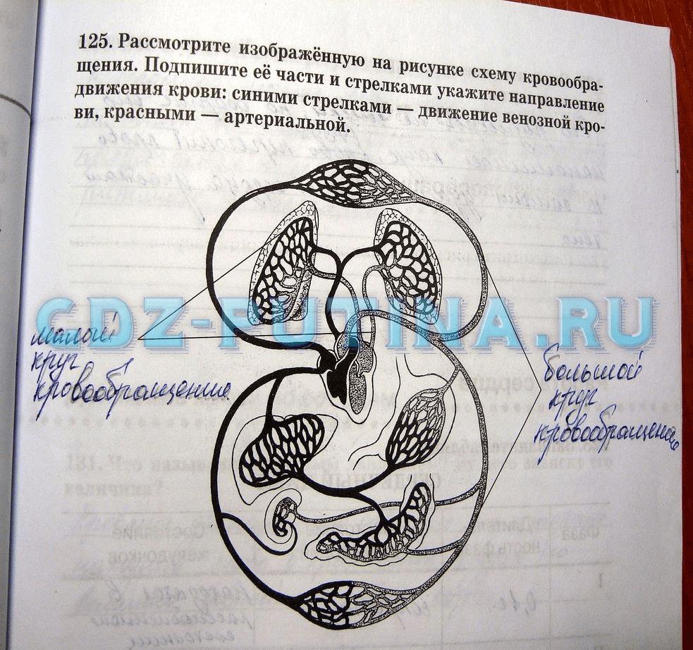 гдз 8 класс Рабочая тетрадь   задание 125 Биология Сонин Н.И., Агафонова И.Б.