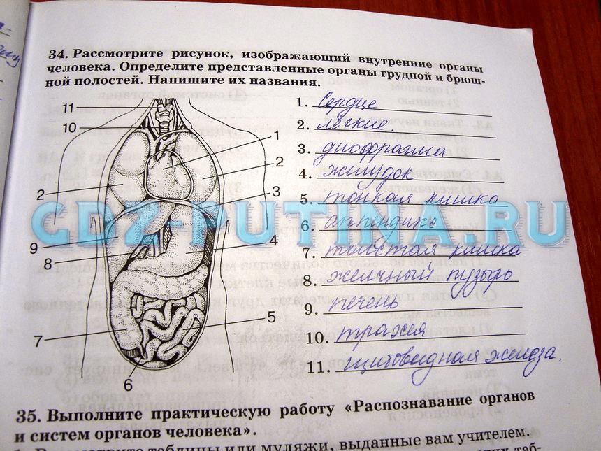 гдз 8 класс Рабочая тетрадь   задание 34 Биология Сонин Н.И., Агафонова И.Б.
