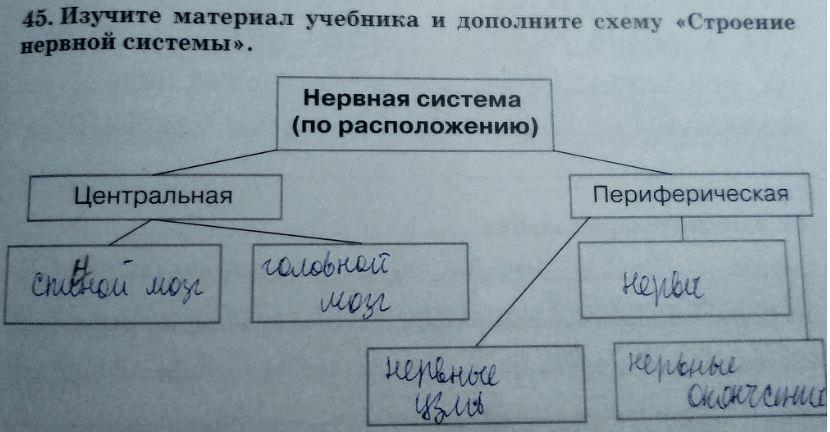 гдз 8 класс Рабочая тетрадь   задание 45 Биология Сонин Н.И., Агафонова И.Б.