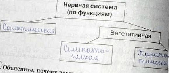 гдз 8 класс Рабочая тетрадь   задание 47 Биология Сонин Н.И., Агафонова И.Б.