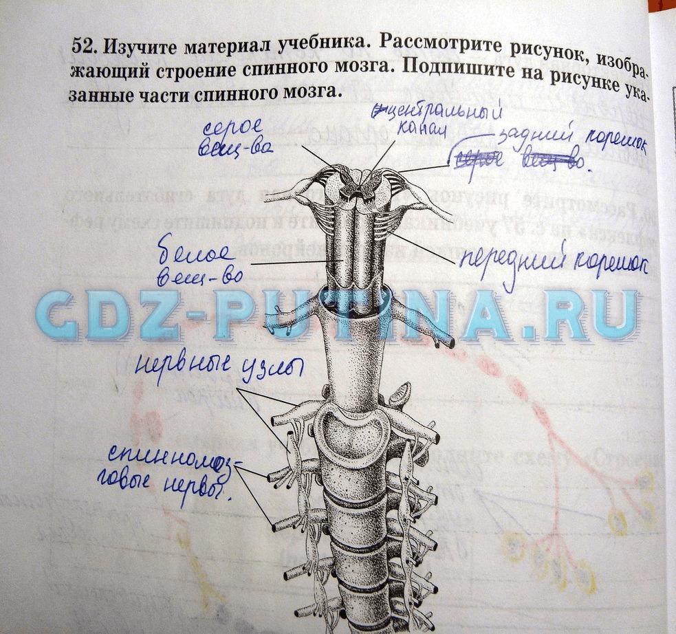 гдз 8 класс Рабочая тетрадь   задание 52 Биология Сонин Н.И., Агафонова И.Б.